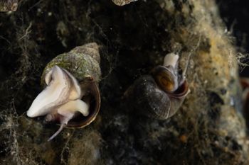 Media type: image;   Malacology 413373 Description: Live specimen image, in situ.;